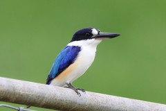 Forest Kingfisher photo 1