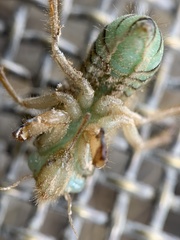 Platypediini