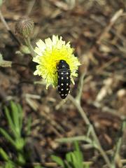 Acmaeodera octodecimguttata