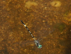 Parasynthemis regina