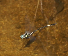 Parasynthemis regina