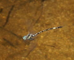 Parasynthemis regina