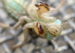 Platypediini