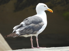 Larus occidentalis