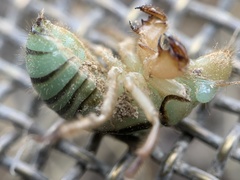 Platypediini