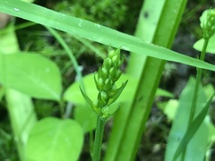 Platanthera psycodes