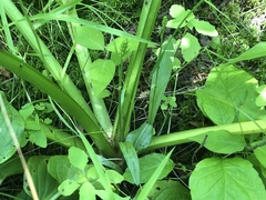 Platanthera psycodes