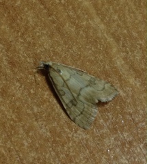 Udea fulvalis