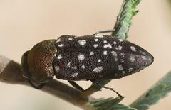 Diphucrania leucosticta