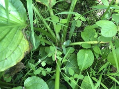 Platanthera psycodes