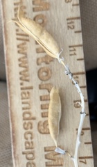 Astragalus eremiticus