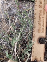 Astragalus eremiticus