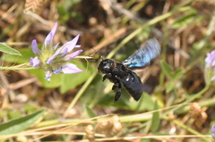 Xylocopa iris