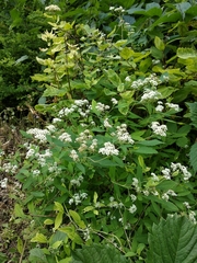 Spiraea pumilionum