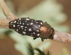 Diphucrania leucosticta