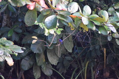 Corythornis vintsioides