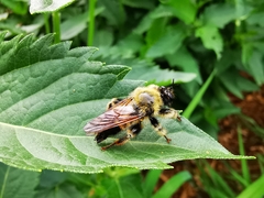 Laphria sacrator