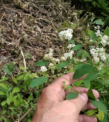 Spiraea pumilionum