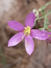 Zeltnera calycosa
