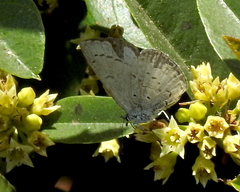 Celastrina echo echo