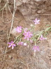 Zeltnera calycosa