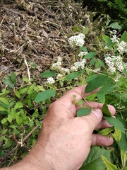 Spiraea pumilionum
