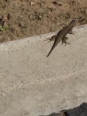 Sceloporus occidentalis