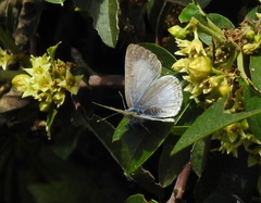 Celastrina echo echo