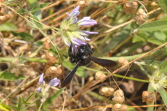 Xylocopa iris