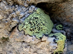 Rhizocarpon geographicum
