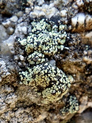 Rhizocarpon geographicum