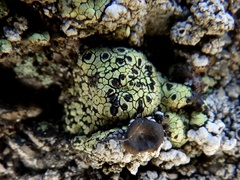 Rhizocarpon geographicum
