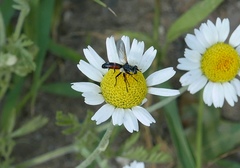 Cylindromyia auriceps