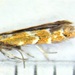 Cameraria picturatella - Photo (c) Fritz McEvoy,  זכויות יוצרים חלקיות (CC BY-NC), uploaded by Fritz McEvoy