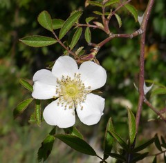 Rosa agrestis
