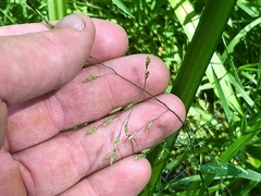 Torreyochloa pallida