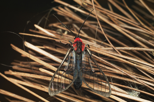 Argyroeides augiades