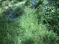 Torreyochloa pallida