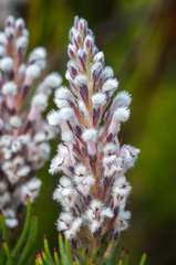 Spatalla mollis
