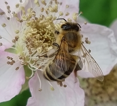 Apis mellifera