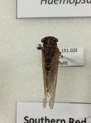 Popplepsalta notialis