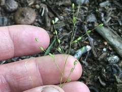 Dichanthelium linearifolium