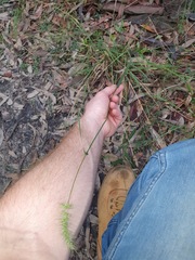 Echinopogon caespitosus