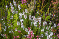 Spatalla mollis