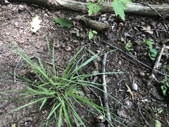 Dichanthelium linearifolium