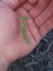 Echinopogon caespitosus