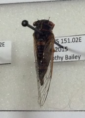 Popplepsalta notialis