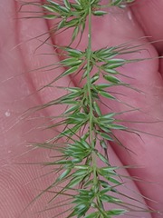 Echinopogon caespitosus