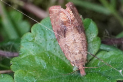 Celypha striana