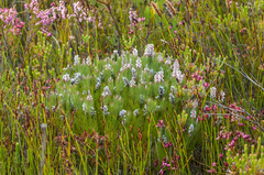 Spatalla mollis